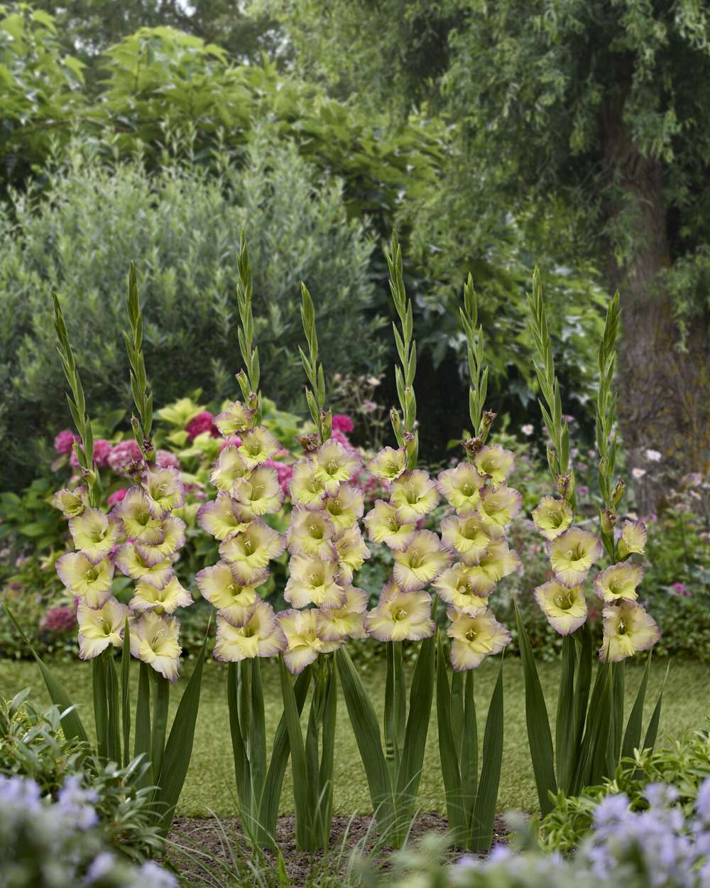 Gladiolus 'Moonlight Shadow'